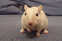 rennmaus_mai08_1-2
