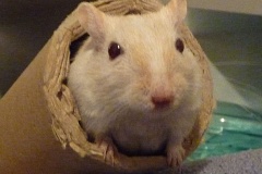 rennmaus_mai08_2-2