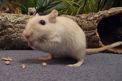 rennmaus_mai08_3-2