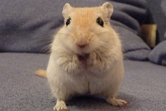 rennmaus_mai08_5-2