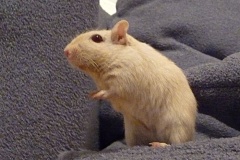 rennmaus_mai08_7-2