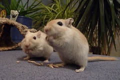 rennmaus_mai08_8-2