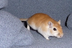 rennmaus_mai08_9-2