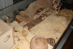 stupsi_macht_nest_02-2