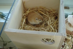 stupsi_macht_nest_03-2